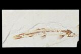 Rare, Cretaceous Fossil Fish (Charitopsis) - Lebanon #173367-1